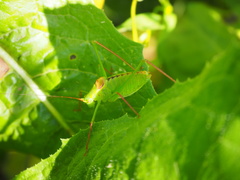 Leptophyes laticauda