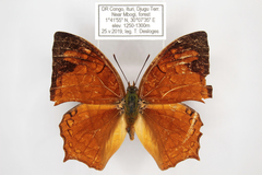 Polyura pleione bebra