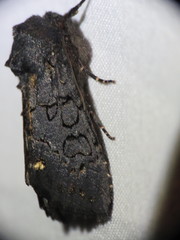 Melanchra assimilis