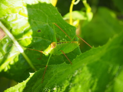 Leptophyes laticauda