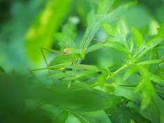 Leptophyes laticauda