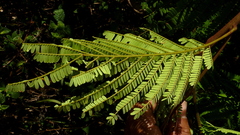 Stryphnodendron pulcherrimum