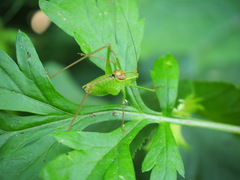 Leptophyes laticauda