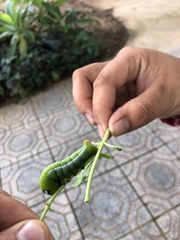 Daphnis nerii