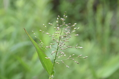 Dichanthelium scribnerianum