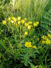 Linum flavum