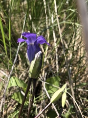 Gentianopsis detonsa