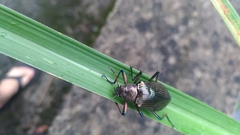 Andocamaria formosana