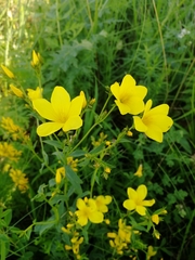 Linum flavum