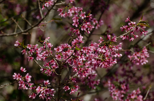 Prunus campanulata