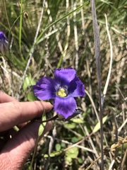 Gentianopsis detonsa
