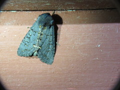 Melanchra assimilis