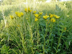 Linum flavum