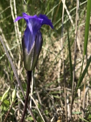 Gentianopsis detonsa