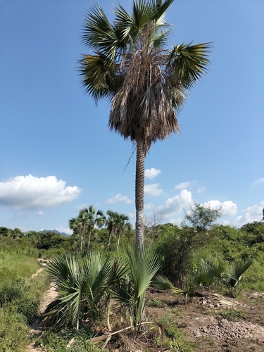 Image of Sabal rosei by no rights reserved