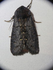 Melanchra assimilis