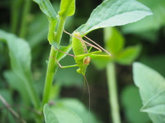 Leptophyes laticauda