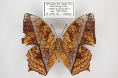 Polyura pleione bebra