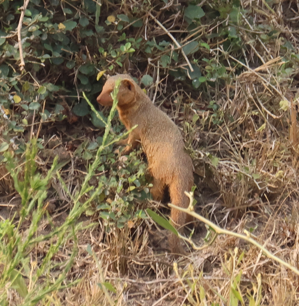 Common Dwarf Mongoose from Lake Mburo NP entrance Rd, Kiruhura, Uganda ...