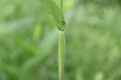 Dichanthelium scribnerianum