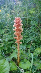 Orobanche flava