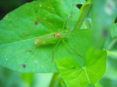 Leptophyes laticauda