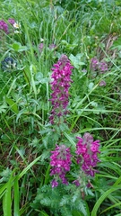 Pedicularis verticillata