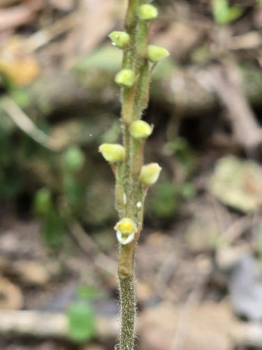 Hetaeria oblongifolia observed 2024-09-20