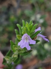 Prostanthera densa