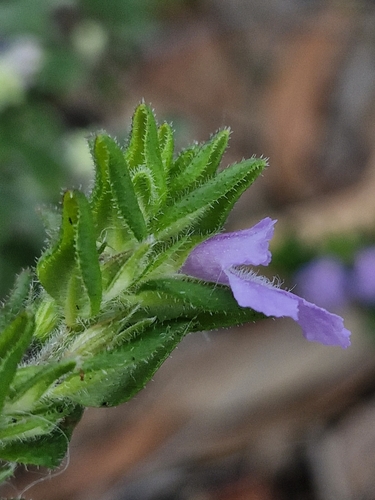 Prostanthera densa, photograph 2