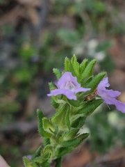 Prostanthera densa, photograph (c) ronavery, some rights reserved (CC BY)