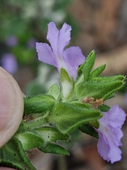 Prostanthera densa, photograph (c) ronavery, some rights reserved (CC BY)
