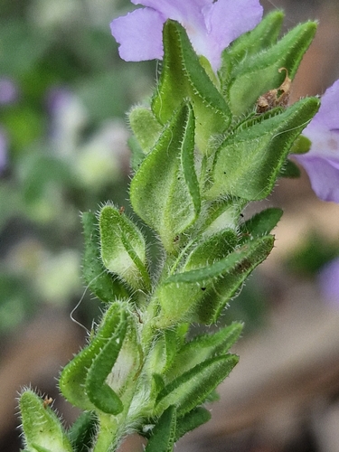 Prostanthera densa, photograph 5