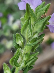 Prostanthera densa, photograph (c) ronavery, some rights reserved (CC BY)