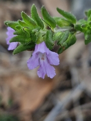 Prostanthera densa, photograph (c) ronavery, some rights reserved (CC BY)