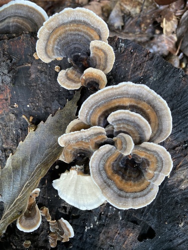 Trametes versicolor