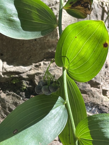 Polygonatum macropodum, photograph 4