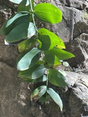 Polygonatum macropodum, photograph (c) Jane Charlen, some rights reserved (CC BY)