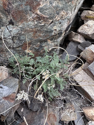 Indian springparsley (Cymopterus aboriginum)