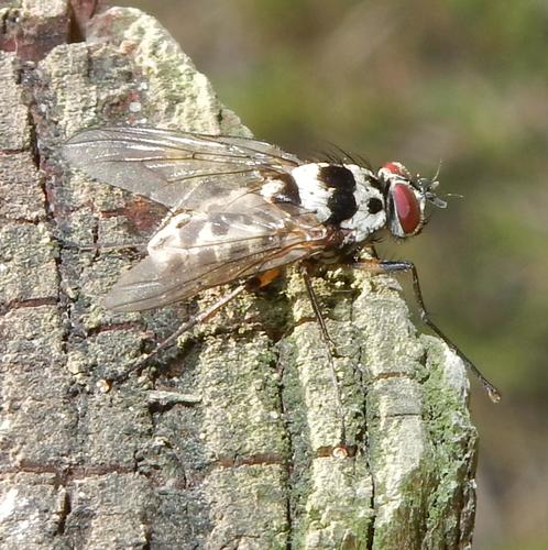 Phaonia annulipes