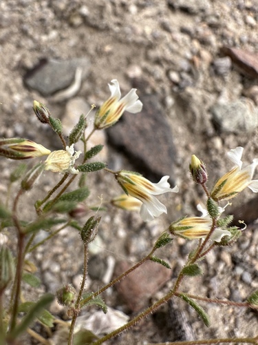 Image of Bell Gilia (Linanthus campanulatus) by (c) Matt Berger, some rights reserved (CC BY)