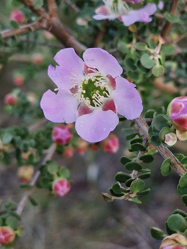 Image of Leptospermum rotundifolium by (c) ronavery, some rights reserved (CC BY)