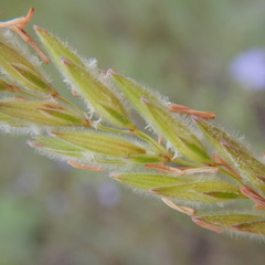 Leymus innovatus
