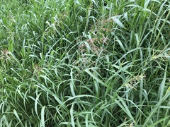 Eragrostis ferruginea