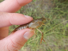 Procambarus albaughi