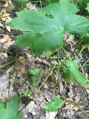 Hydrophyllum canadense