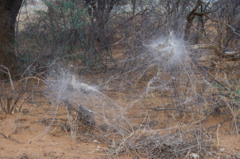 Stegodyphus dumicola