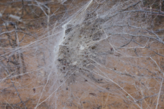 Stegodyphus dumicola