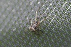 Parasteatoda tabulata