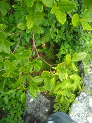 Rhododendron pilosum